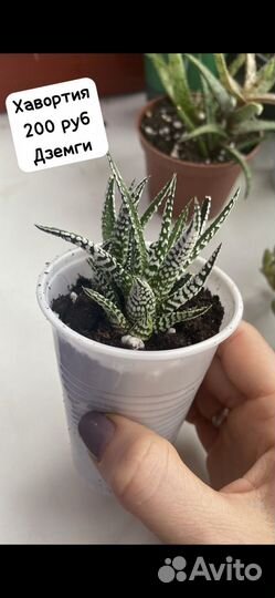 Суккуленты