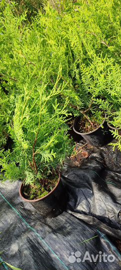 Туя брабант 50-60 см