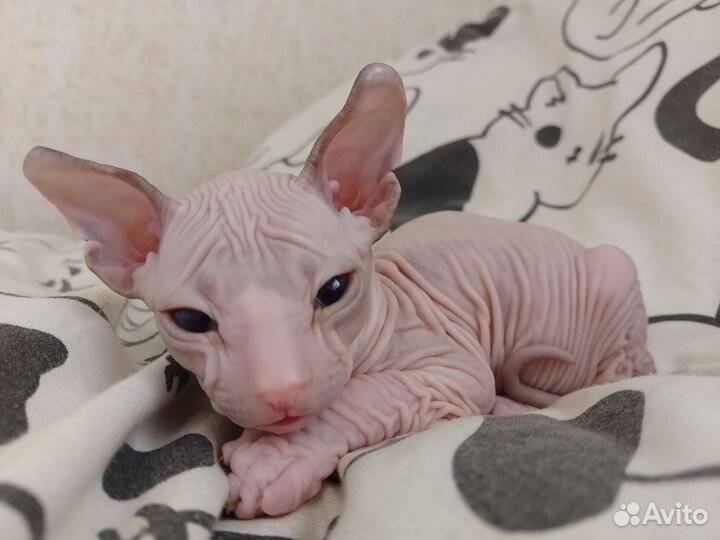 Котята сфинкс эльф