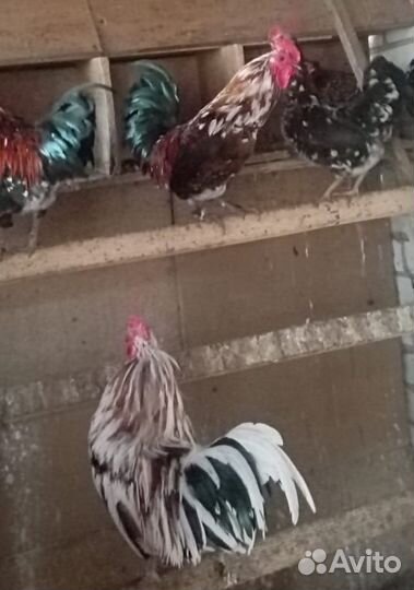 Петухи молодые