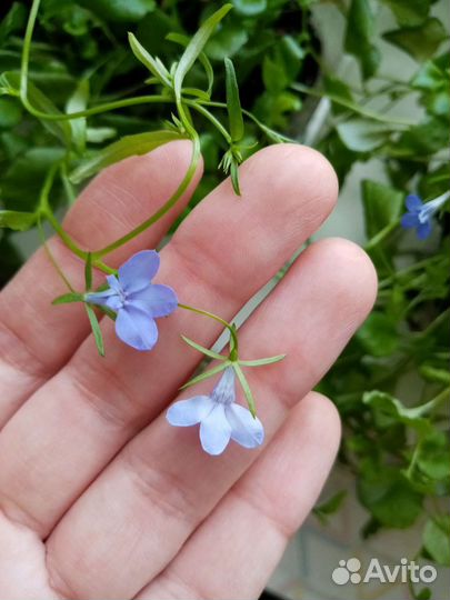 Лобелия разных цветов