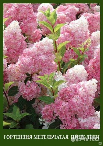 Гортензия метельчатая Пинк Леди