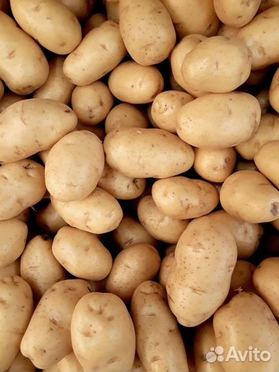 Продам картофель на корм скоту