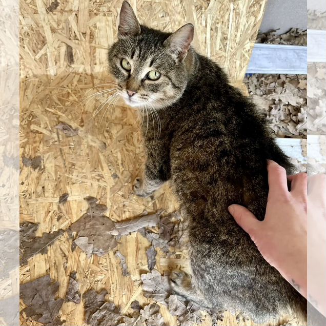 Взрослая, кошка в добрые руки