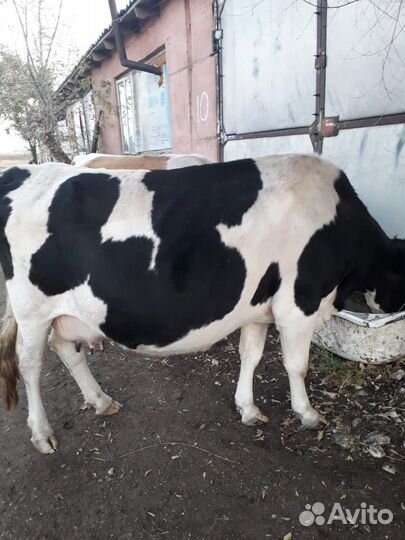 Продам коровы, телята, бычок