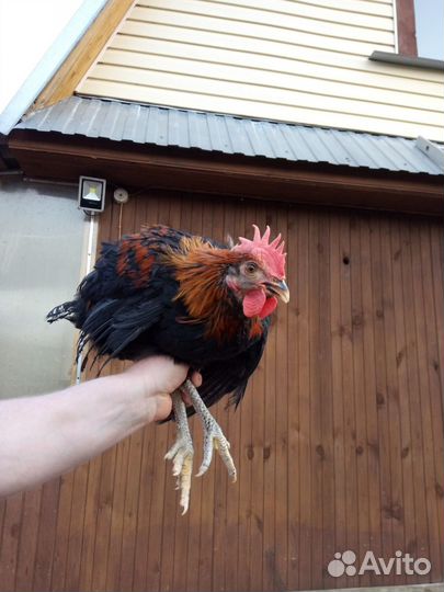 Петухи минорка, моск.черная, адлер, леггорн