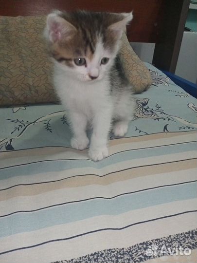 Котенок в добрые руки