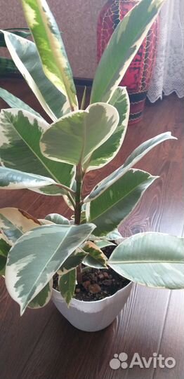 Продам цветок комнатный фикус