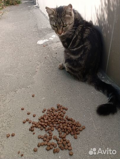 Кошечка ищет светлое будущее