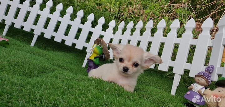 Щенок чихуахуа