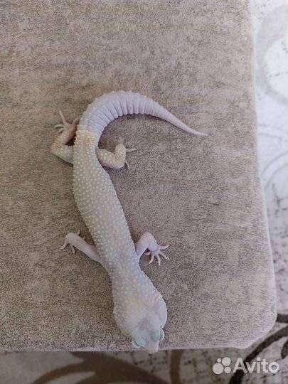 Геккон эублефар