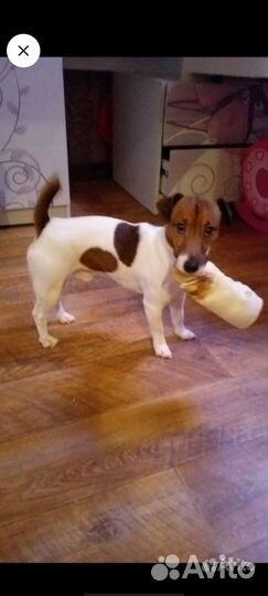 Джек рассел терьер