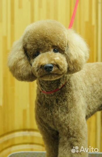 Стрижка собак, грумер