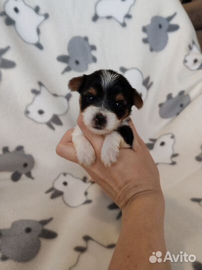 Щенки бивер йорка