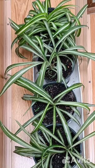 Хлорофитум кудрявый Бони