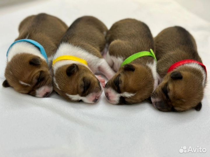 Щенки басенджи