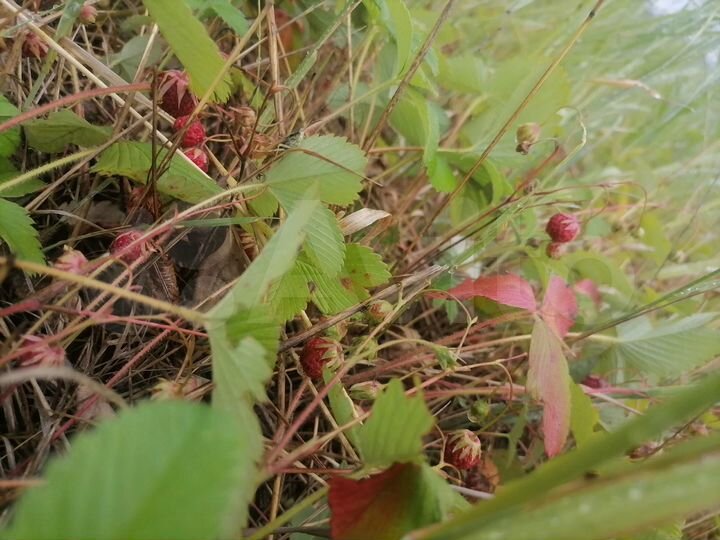 Участок 11,5 сот. (СНТ, ДНП)