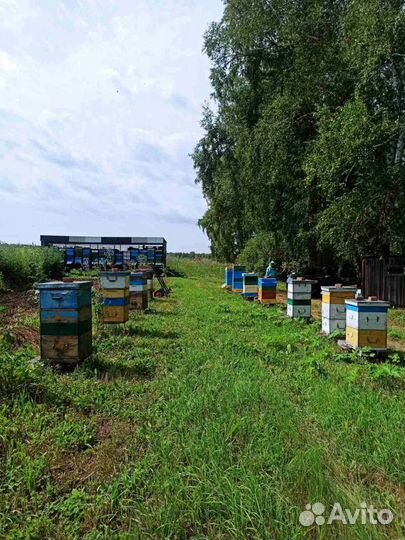 Мед Сибирский Разнотравье