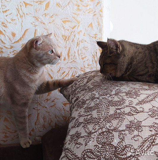 Котик в добрые руки