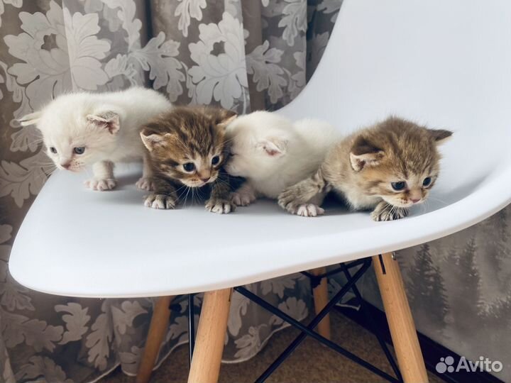 Котята