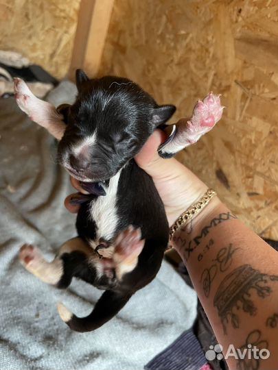 Щенки хаски помесь