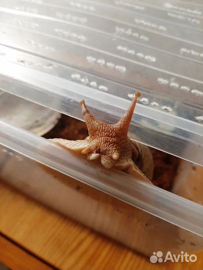 Улитки ахатины бесплатно