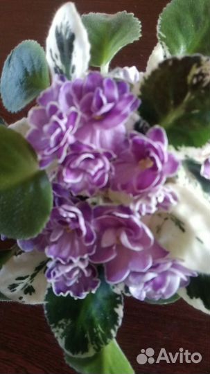 Цветущие сортовые фиалки