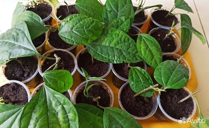 Клеродендрум госпожи Томпсон