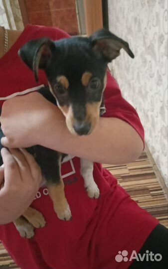 Маленькая собака в добрые руки бесплатно