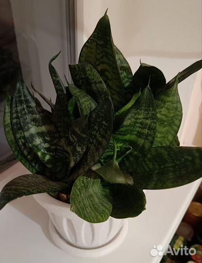 Сансевиерия