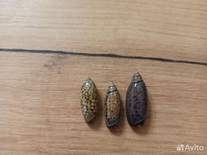 Морская раковина