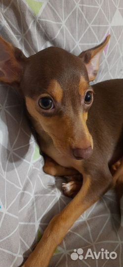 Мини той-терьер