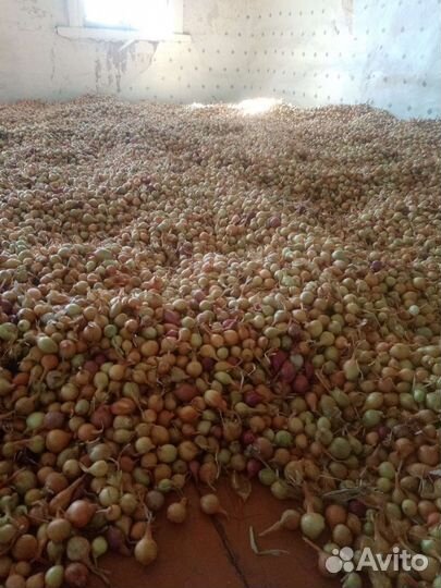 Лук севок оптом