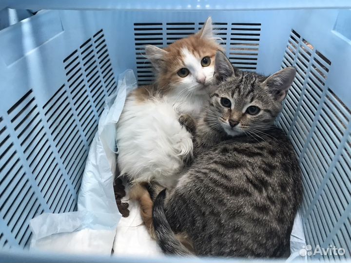 Котята в добрые руки мальчики