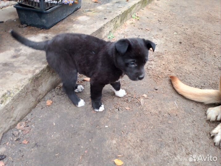 Щенок мальчик от сторожевой собаки