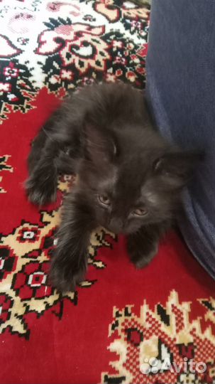 Котёнок девочка только в самые заботливые руки