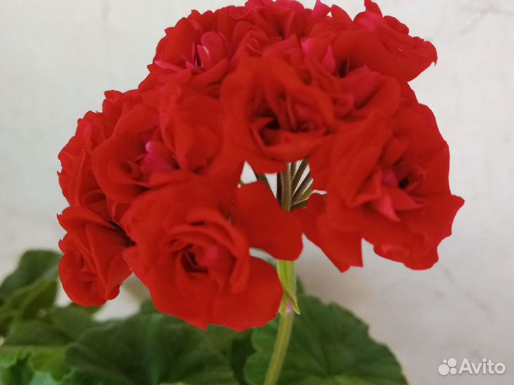 Пеларгония розебудная