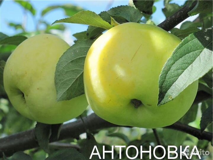 Летние сорта яблонь 2, 3 года