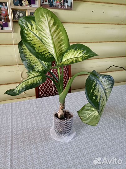 Комнатные растения цветы