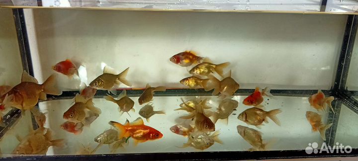 Золотые рыбки