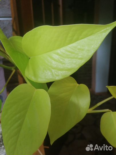 Epipremnum Neon