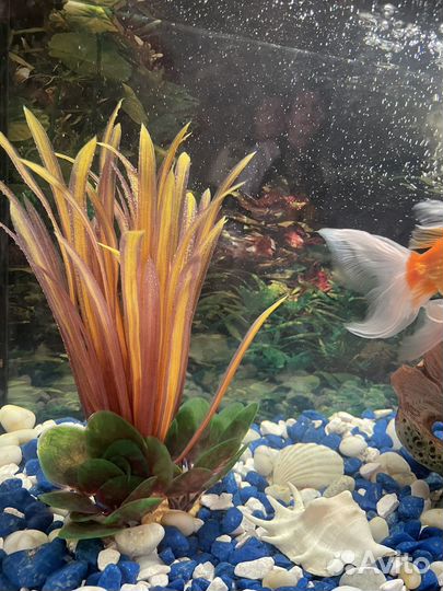 Аквариум на 25 литров