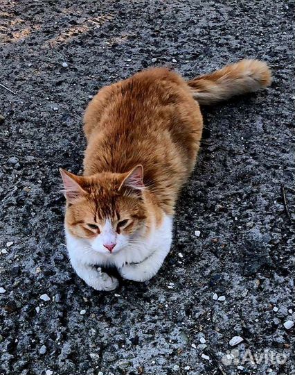 Котик-подросток очень ищет дом