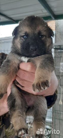 Собака