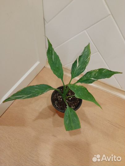 Спатифиллум Джемини, Домино. Пеперомия, Аихризон