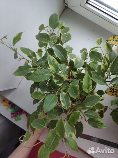 Фикус Бенджамина с горшком