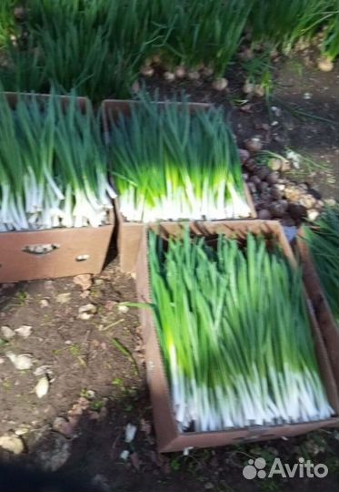 Лук зеленый свежей срезки с доставкой LUK-6561