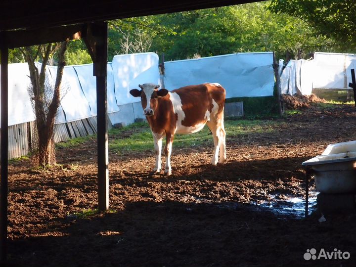 Телки стельные