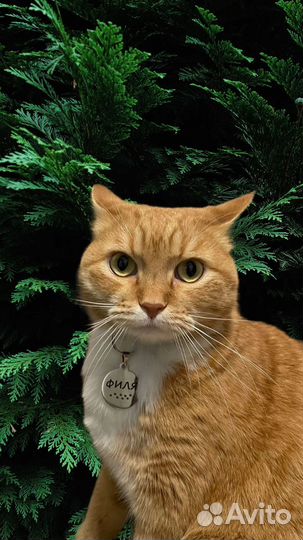 Адресник с гравировкой для собак