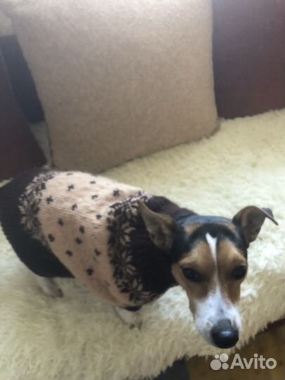 Одежда для собак мелких пород